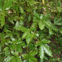 Alseodaphne semecarpifolia Nees